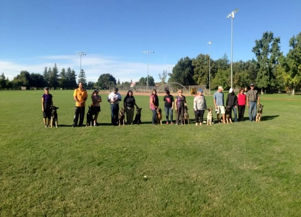 Owners stand in a long line across a grassy park field, each with a German Shepherd or similar dog sitting beside them