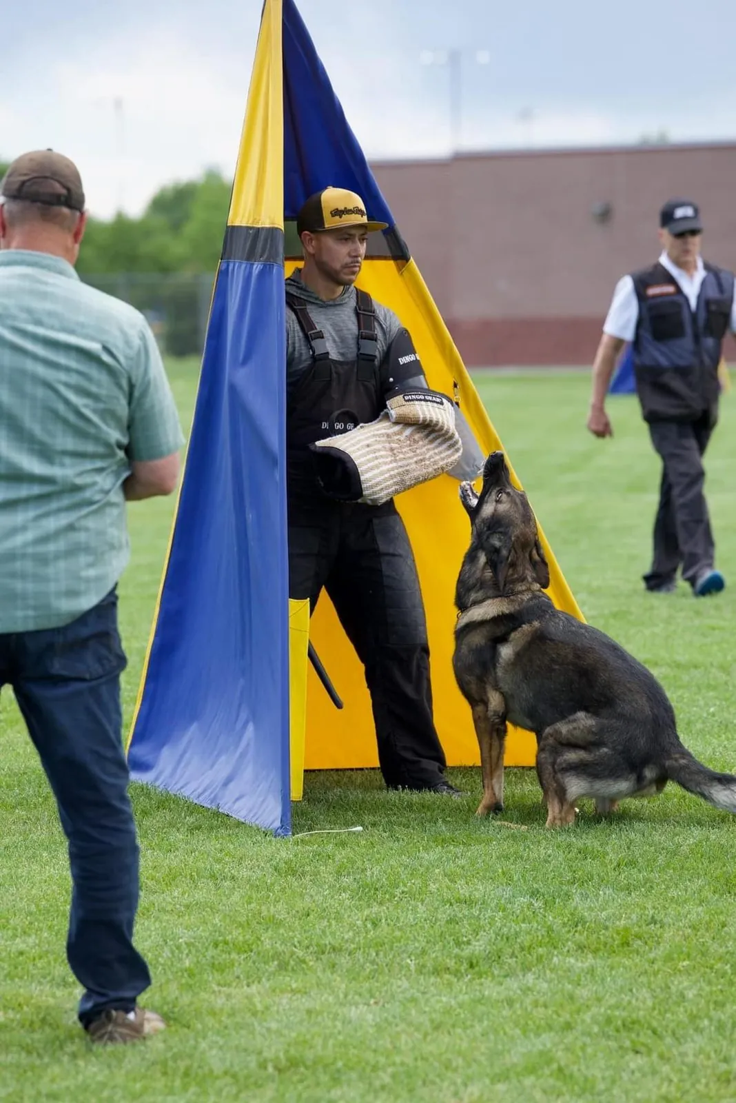 German Shepherd sits in front of a helper wearing a padded bite sleeve beside a blue and yellow blind on a grass field